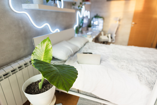 Modern room with led lighting and a plant