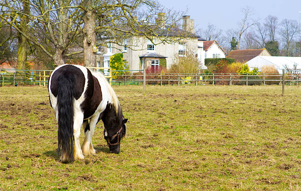 istock horse standing in the paddock outside a county home 178425236