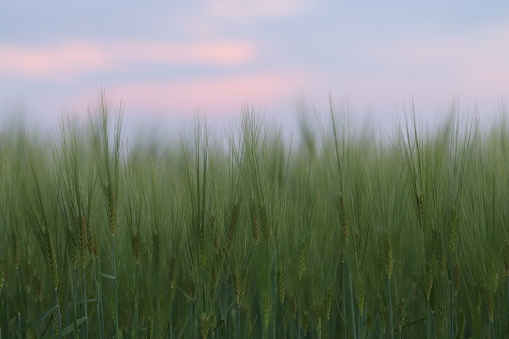 Wheat field in spring at sunset