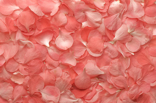 istock pink flowers petals texture 178425395