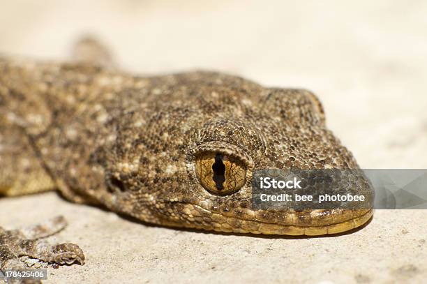 Geckos Oczy - zdjęcia stockowe i więcej obrazów Bliskie zbliżenie - Bliskie zbliżenie, Czołgać się, Część ciała zwierzęcia