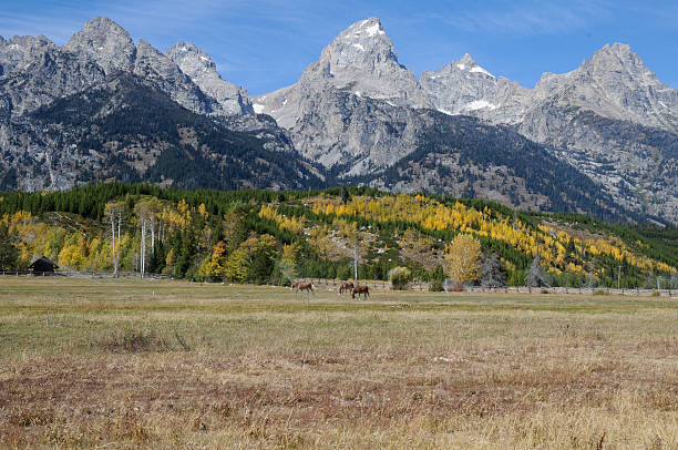 istock Horses in the Tetons 178425557