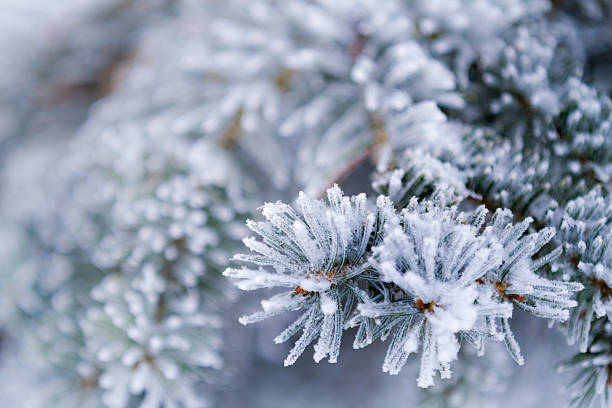 istock Closeup of frozen coniferous branches 178425578
