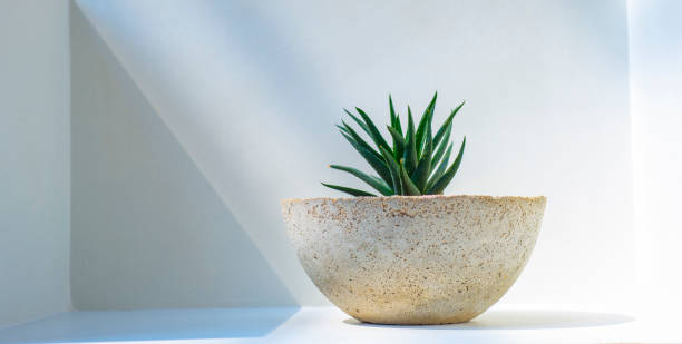 istock Potted plant against light and shadow background 1784255944