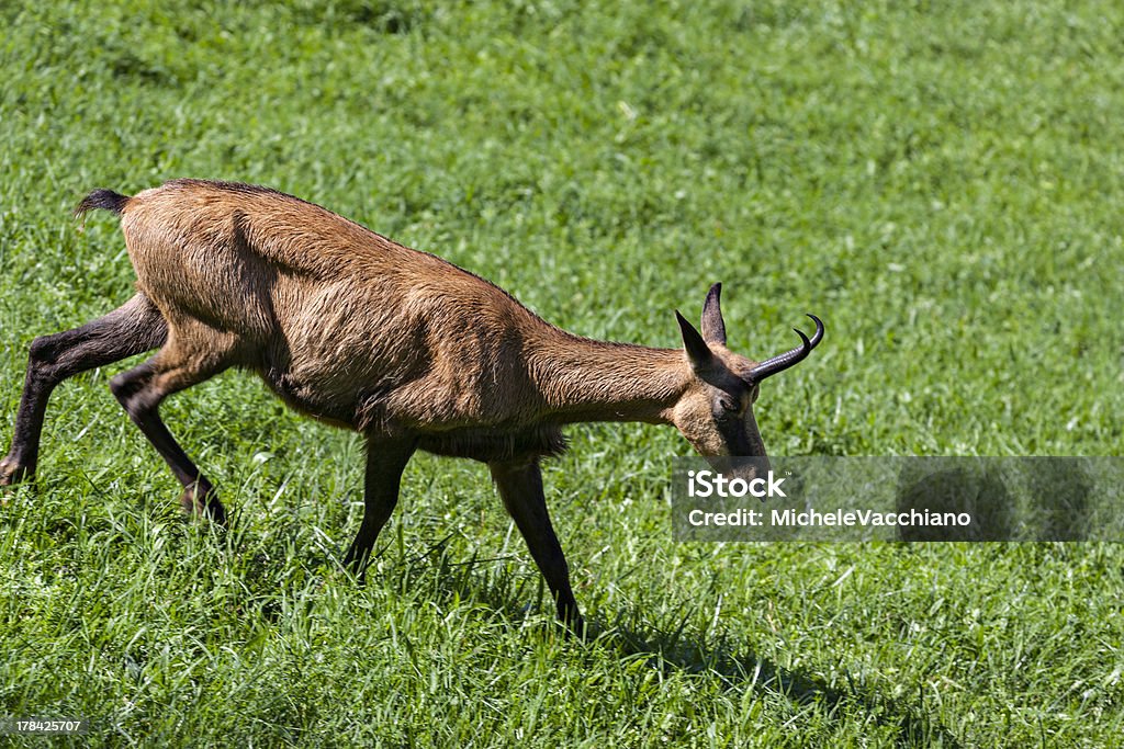 Alpino camurça-Vale Aostaitalyprovince.kgm - Royalty-free Alpes Europeus Foto de stock