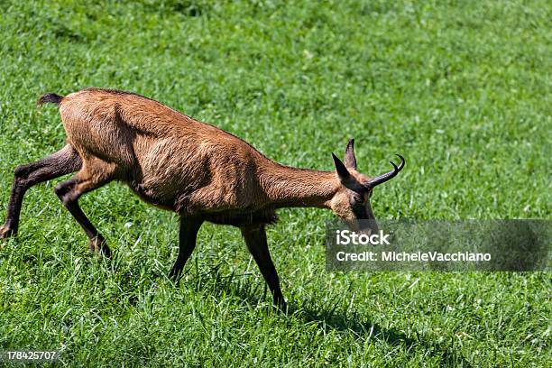 Alpino Camurçavale Aostaitalyprovincekgm - Fotografias de stock e mais imagens de Alpes Europeus - Alpes Europeus, Animal, Animal selvagem