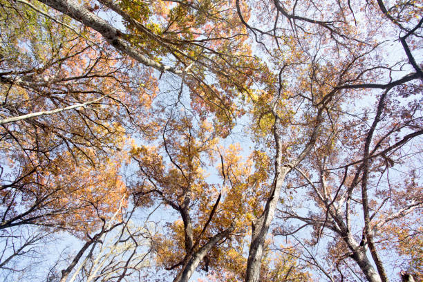 istock Autumn leaves in Iowa. 1784257602