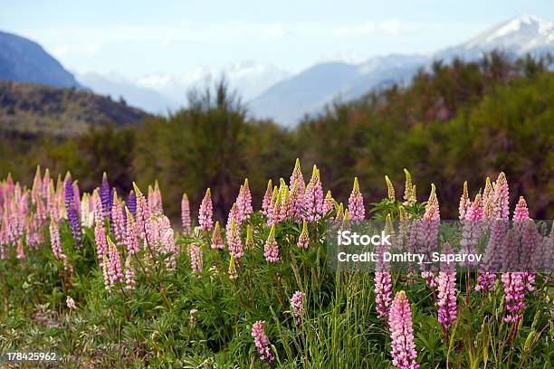 Photo libre de droit de Printemps Dans Les Montagnes banque d'images et plus d'images libres de droit de Amérique du Sud - Amérique du Sud, Arbre, Bariloche