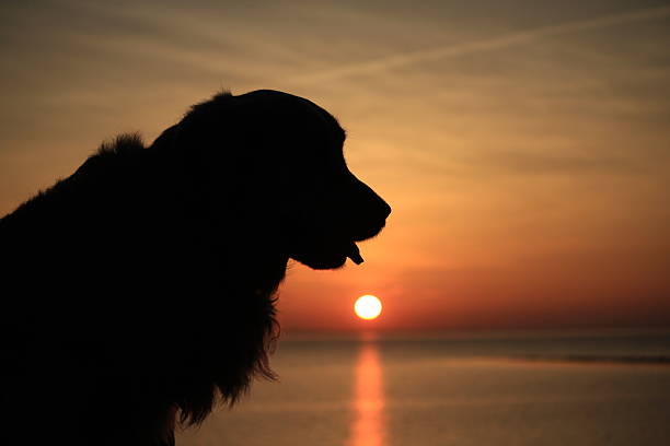 istock Golden retriever at sunset 178426086