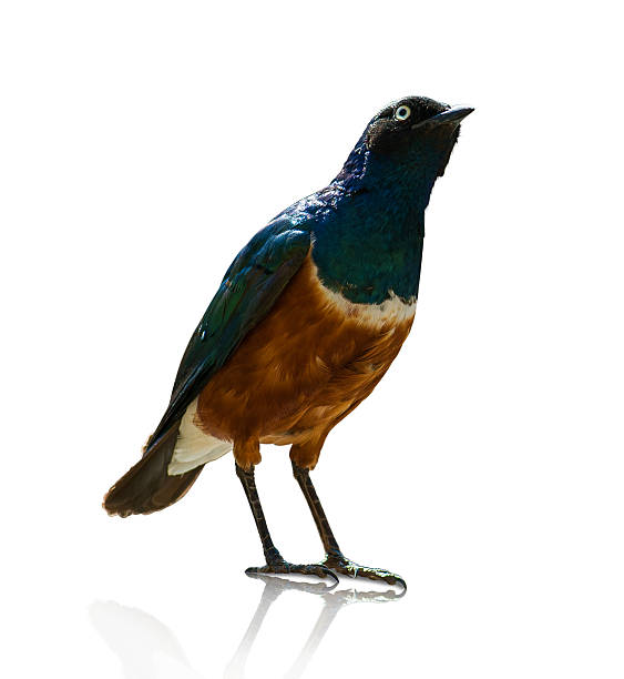 istock Portrait Of A Bird 178426099