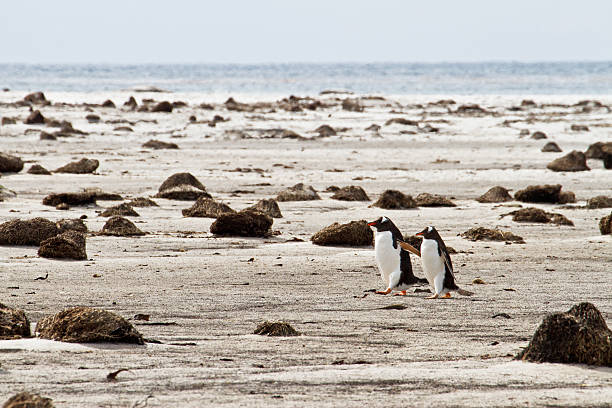 istock Lonely Pair of Gentoo Penguins 178426364