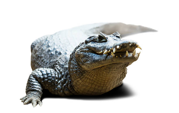 Caiman yacare on white with shade Caiman yacare, isolated on white background with shade caiman yacare stock pictures, royalty-free photos & images