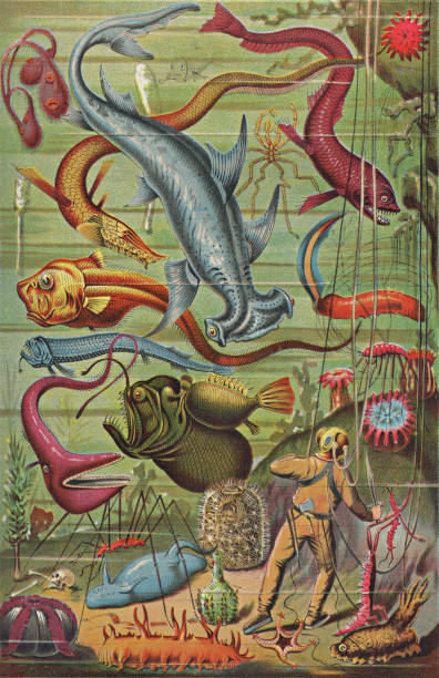 Very large diverse group of various species of sea life. Vintage etching circa 19th century.