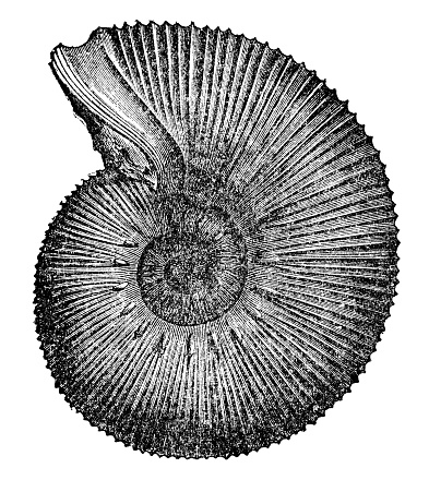 Fossil of Star Ammonite (olcostephanus astierianus). Vintage etching circa 19th century.