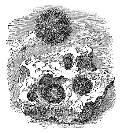 A group of Short Spined Sea Urchins (heliocidaris erythrogramma). Vintage etching circa 19th century.