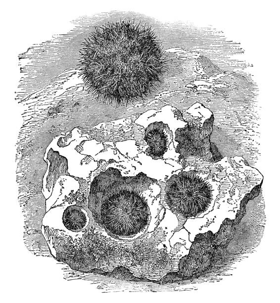 Short Spined Sea Urchins (Heliocidaris Erythrogramma) - 19th Century A group of Short Spined Sea Urchins (heliocidaris erythrogramma). Vintage etching circa 19th century. spined stock illustrations