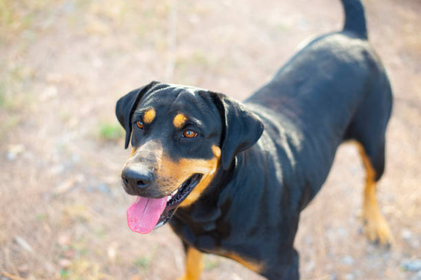 istock A large black dog was staring. 1784266654