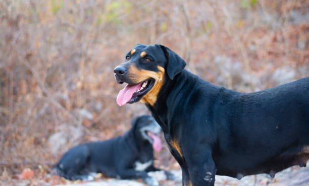 istock The black dog is standing looking at something. 1784266669
