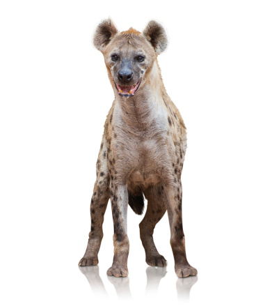 Portrait Of A Hyena On White Background