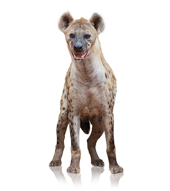 Portrait Of A Hyena Portrait Of A Hyena On White Background hyena photos stock pictures, royalty-free photos & images