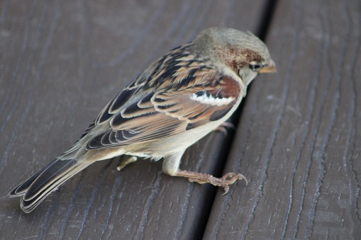 Common House Sparrow (Rafinesque Passeridae) eating bird seed