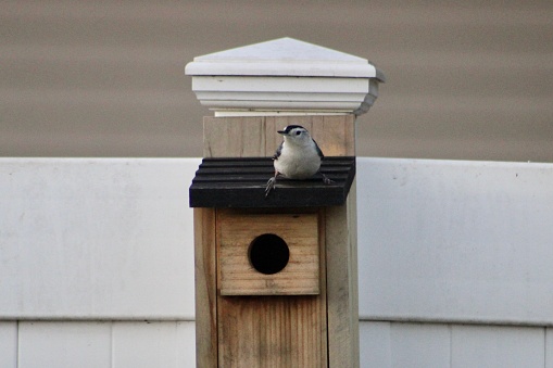 A white breasted nuthatch that is perched on top of a wooden bird box.