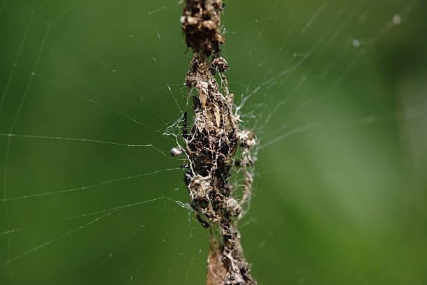 istock Nest of Orb-weaver 178426897