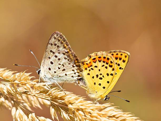 istock Couple of Sooty copper Mating 178426901