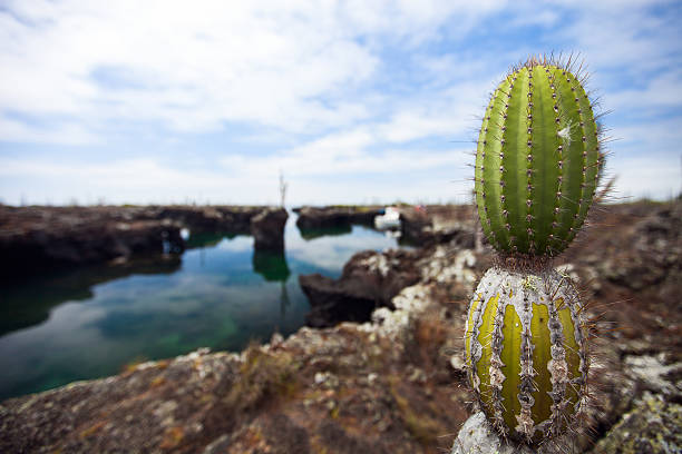 View of an area with opuntia cactus at Galapagos Los Tuneles