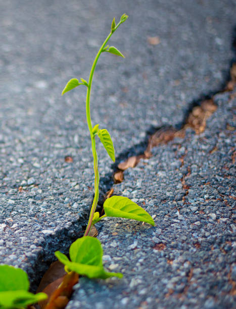 istock Trees grow on the surface of the concrete cracks. 1784269406