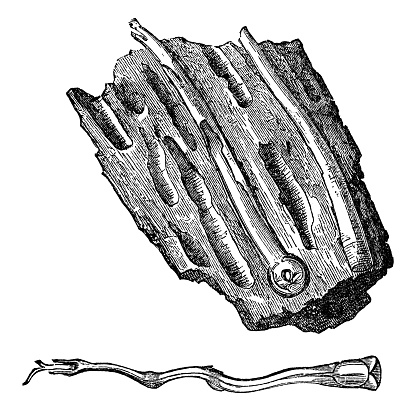 Norway Shipworm (nototeredo norvagica) with wood showing its tunnelling behaviour. Vintage etching circa 19th century.