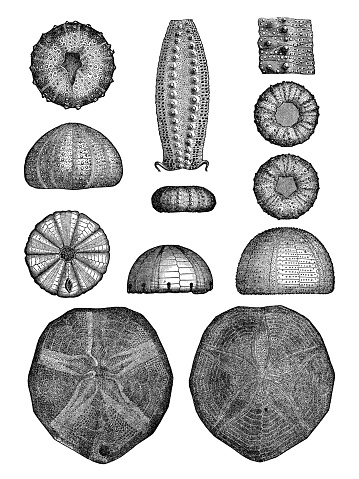 A group of various types of Sea Urchins (Echinoidea). Vintage etching circa 19th century.