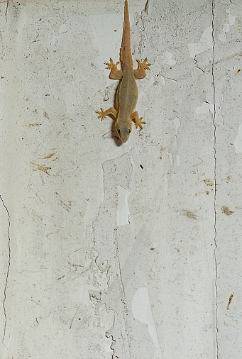 Lizard, reptile on the white wall