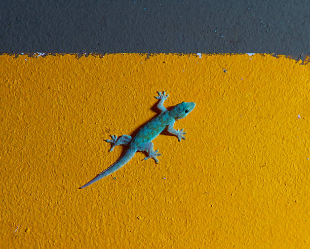 istock Lizard reptile On the wall, colorful 1784270479