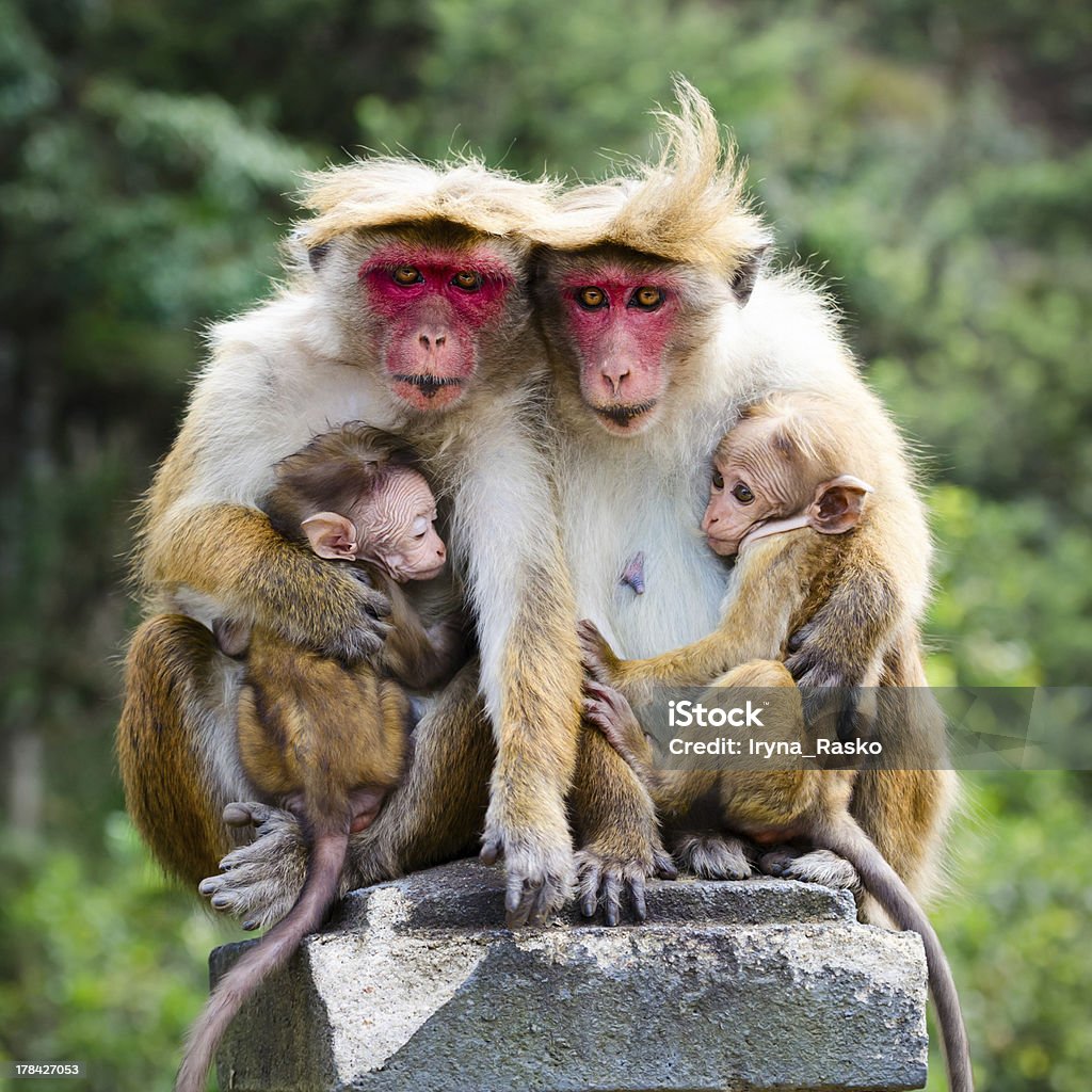 Monkey Familie - Lizenzfrei Makake Stock-Foto