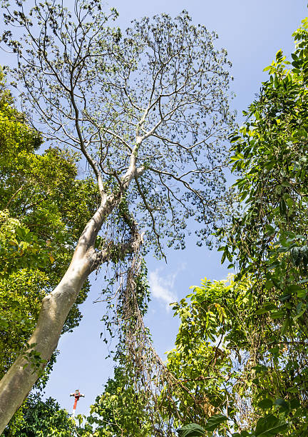 árvore em direção ao céu - treetop sky tree high section - fotografias e filmes do acervo