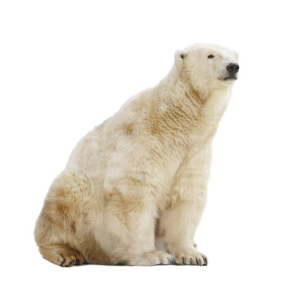 Sitting polar bear. Isolated over white background with shade