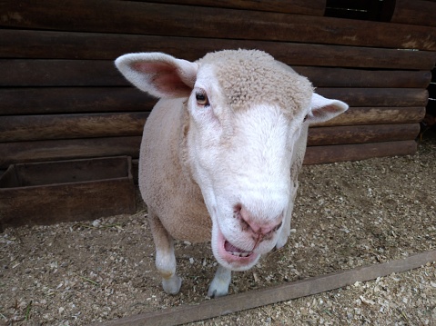 Bleating sheep on a green meadow with its mouth wide open