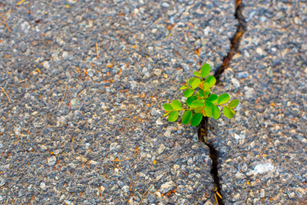 istock Trees that grow on the surface of the concrete cracks. 1784271574