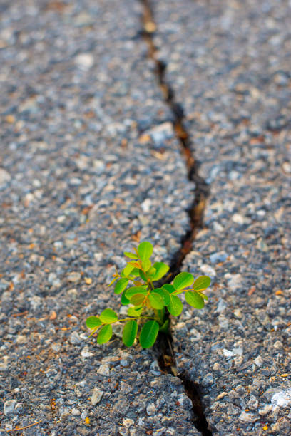 istock Trees grow in concrete cracks. 1784271583