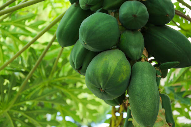 istock Unripe papaya fruits growing on tree outdoors, closeup. Space for text 1784271585
