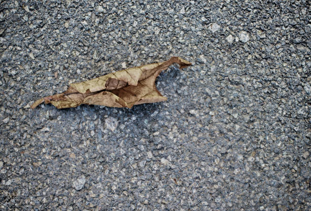A single dry leaf on the concrete floor