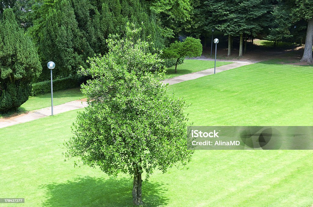 Drzewo w parku - Zbiór zdjęć royalty-free (Bez ludzi)
