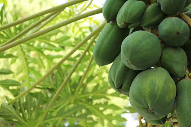 istock Unripe papaya fruits growing on tree outdoors, closeup. Space for text 1784273862