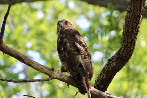 A beautiful red tailed hawk perched on a tree branch in the woods.