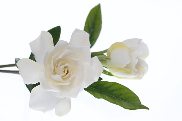 istock White blooming in double gardenia 178427434