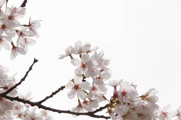 Someiyoshino Cherry Blossoms stock photo