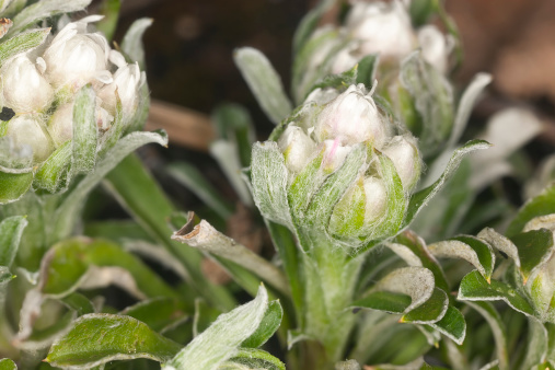 Mountain everlasting or Catsfoot, Antennaria dioica not yet in bloom, macro photo