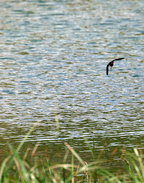 Red Rumped Swallow in Flight Cecropis Daurica - A very fast bird and very difficult to capture in flight. red rumped swallow stock pictures, royalty-free photos & images