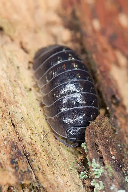 Pillbug, extreme macro close-up with high magnification 